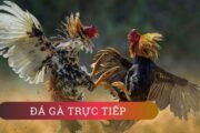 Đá gà trực tiếp luôn yêu thích hơn hẳn